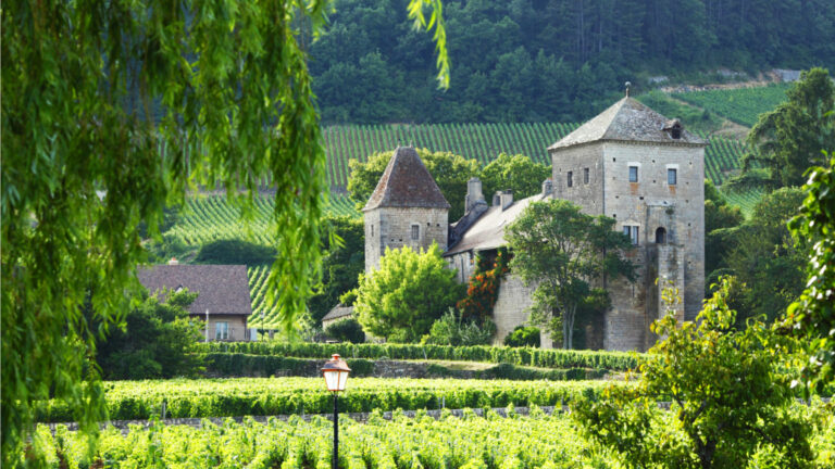 Bourgogne vingård